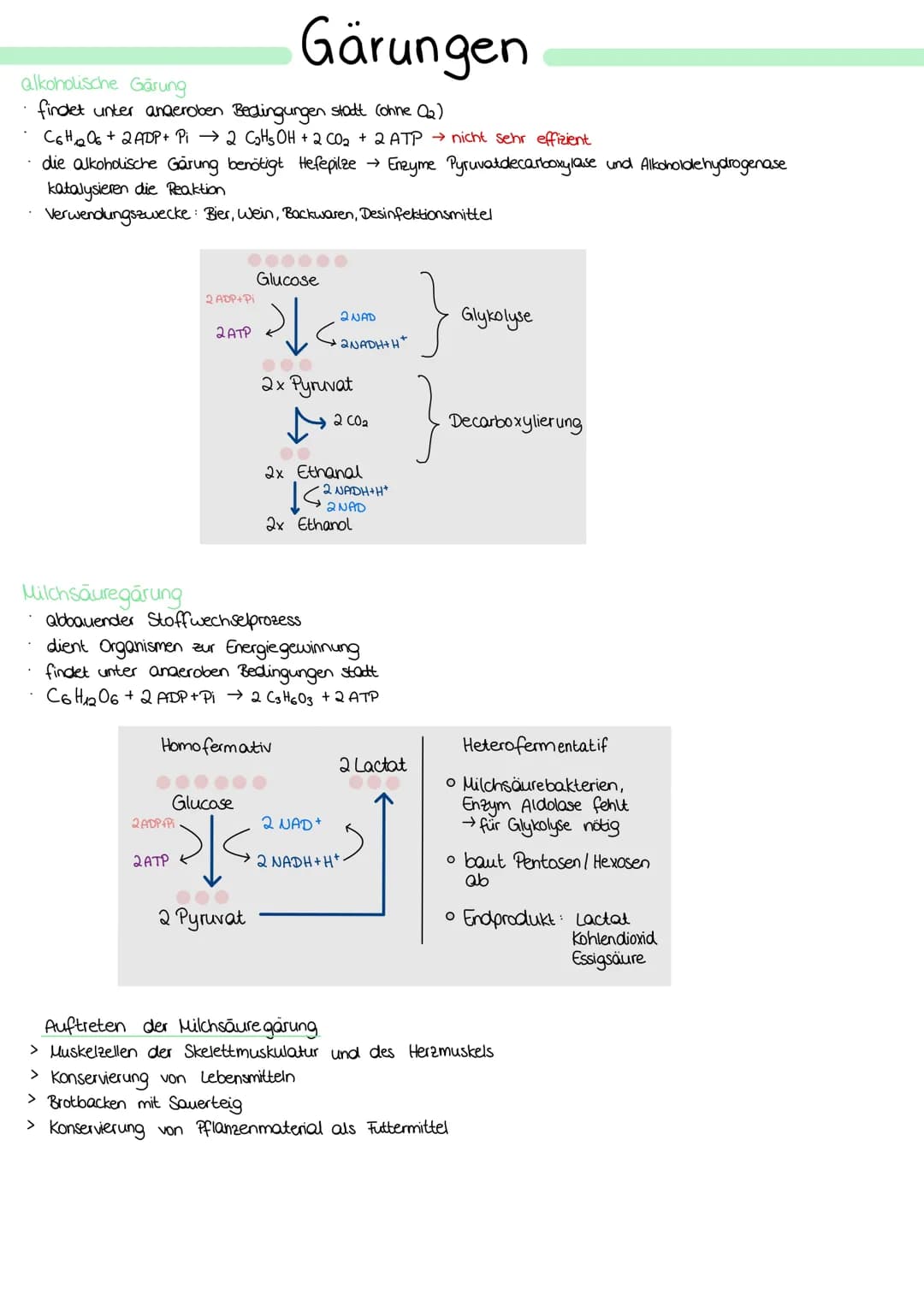 ZELLATMUNG
STOFFWECHSEL BIOLOGIE
6 H₂0+ 6CO₂
→ Oxidation von Glucose zur Freigabe von Energie
Glykolyse: C6-Körper Glucose werden im Cytopla