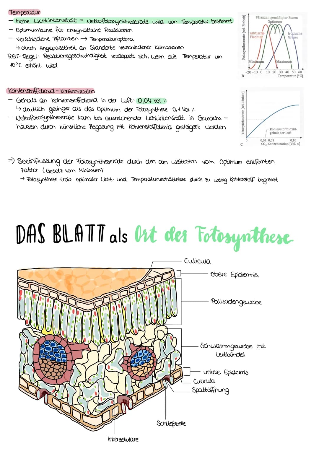 ZELLATMUNG
STOFFWECHSEL BIOLOGIE
6 H₂0+ 6CO₂
→ Oxidation von Glucose zur Freigabe von Energie
Glykolyse: C6-Körper Glucose werden im Cytopla