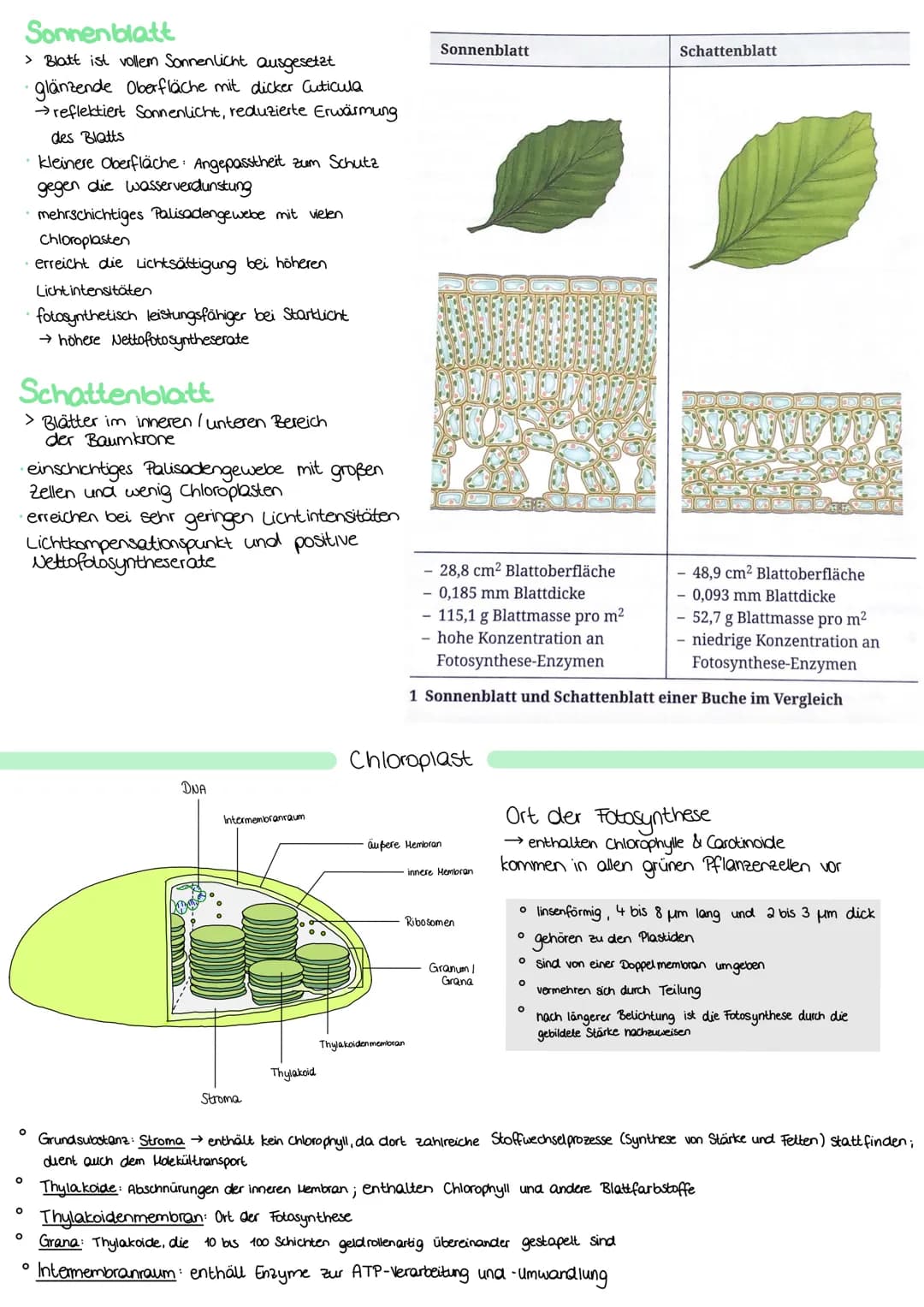 ZELLATMUNG
STOFFWECHSEL BIOLOGIE
6 H₂0+ 6CO₂
→ Oxidation von Glucose zur Freigabe von Energie
Glykolyse: C6-Körper Glucose werden im Cytopla