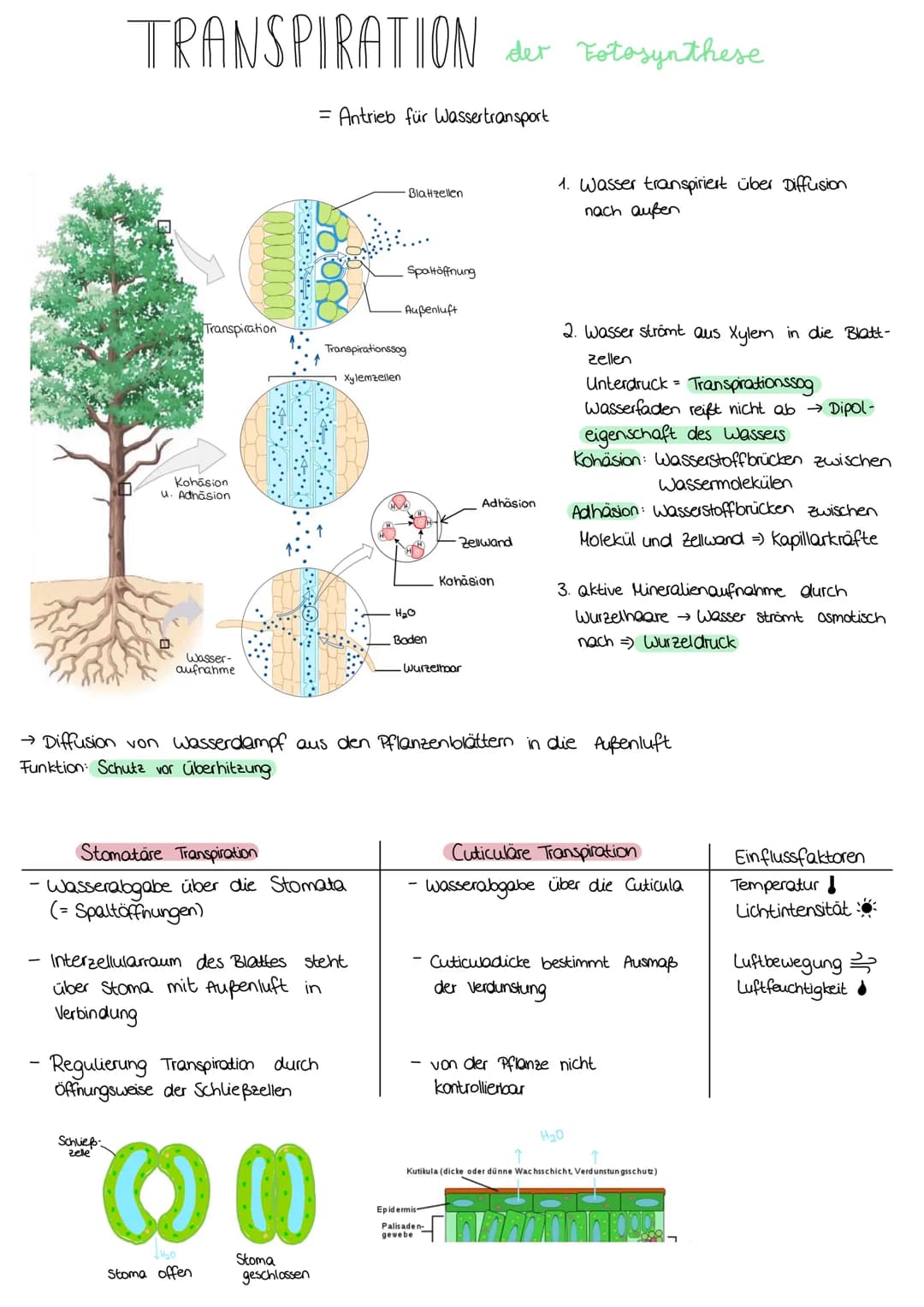 ZELLATMUNG
STOFFWECHSEL BIOLOGIE
6 H₂0+ 6CO₂
→ Oxidation von Glucose zur Freigabe von Energie
Glykolyse: C6-Körper Glucose werden im Cytopla