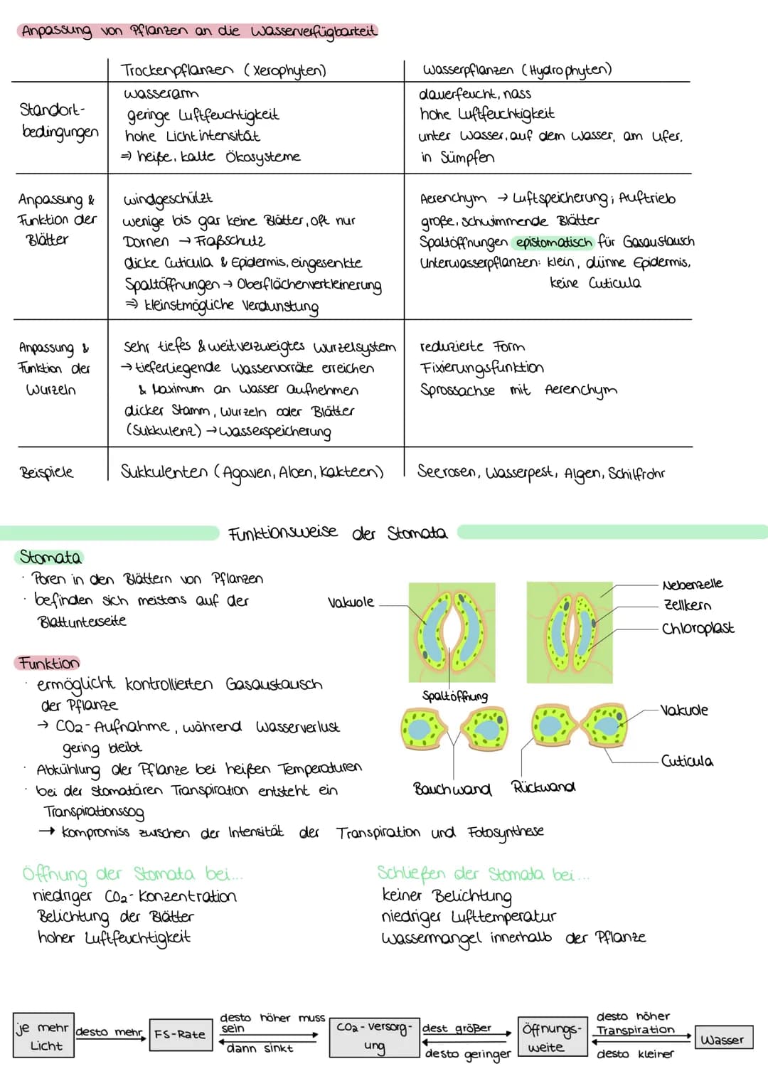 ZELLATMUNG
STOFFWECHSEL BIOLOGIE
6 H₂0+ 6CO₂
→ Oxidation von Glucose zur Freigabe von Energie
Glykolyse: C6-Körper Glucose werden im Cytopla