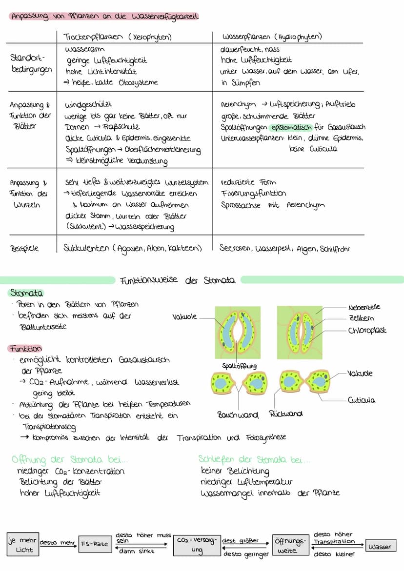 ZELLATMUNG
STOFFWECHSEL BIOLOGIE
6 H₂0+ 6CO₂
→ Oxidation von Glucose zur Freigabe von Energie
Glykolyse: C6-Körper Glucose werden im Cytopla