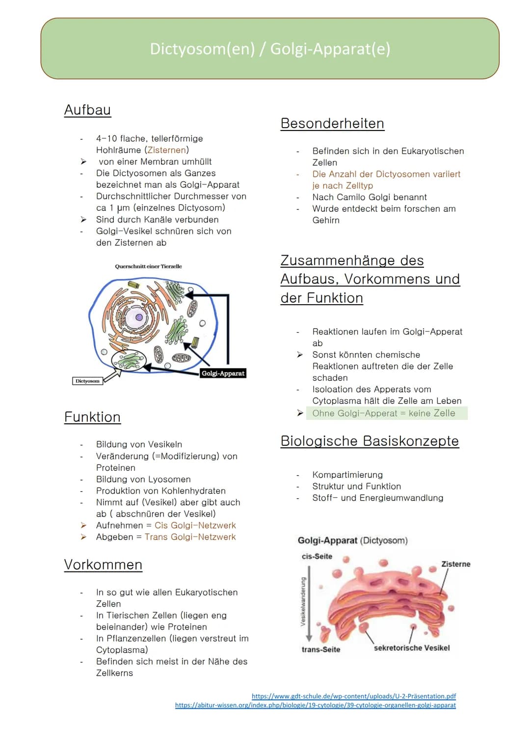 Dictyosom(e)
Golgi-
Apparat(e)
Doreen Boch, Anna Steinbusch
tt
ZELLE Aufbau
4-10 flache, tellerförmige
Hohlräume (Zisternen)
von einer Membr