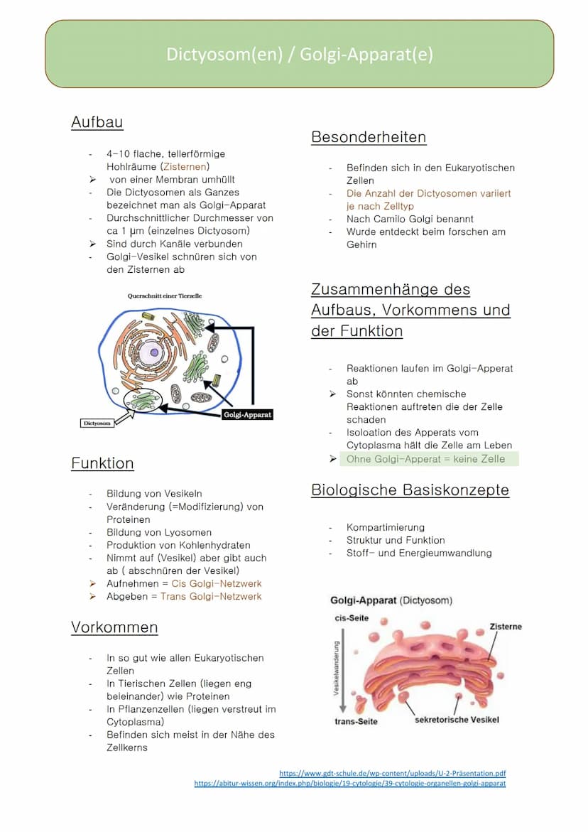 Dictyosom(e)
Golgi-
Apparat(e)
Doreen Boch, Anna Steinbusch
tt
ZELLE Aufbau
4-10 flache, tellerförmige
Hohlräume (Zisternen)
von einer Membr
