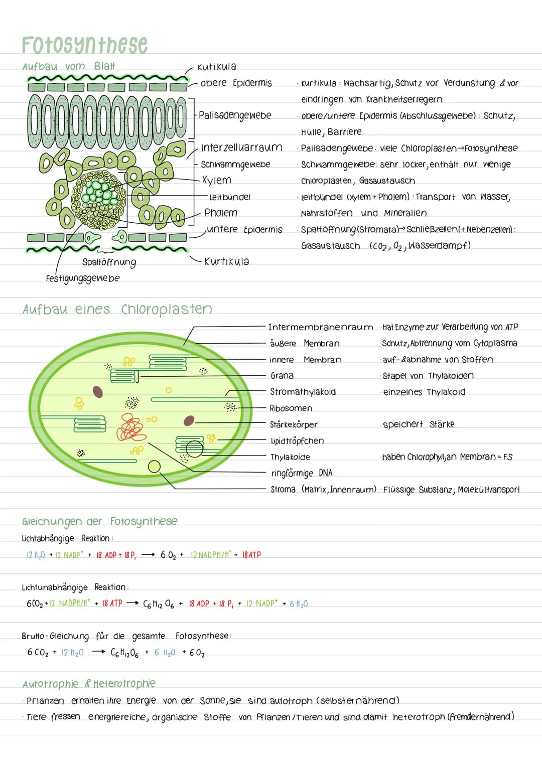 Fotosynthese
Aufbau vom Blatt
Spaltöffnung
Festigungsgewebe
900
00
kutikula
obere Epidermis
00
-Palisadengewebe
Interzelluarraum
Schwammgewe