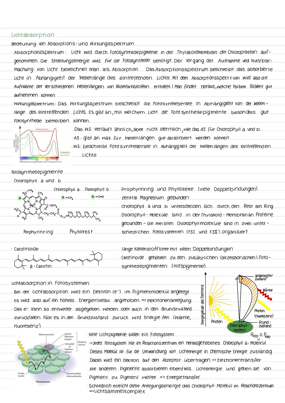 Fotosynthese
Aufbau vom Blatt
Spaltöffnung
Festigungsgewebe
900
00
kutikula
obere Epidermis
00
-Palisadengewebe
Interzelluarraum
Schwammgewe