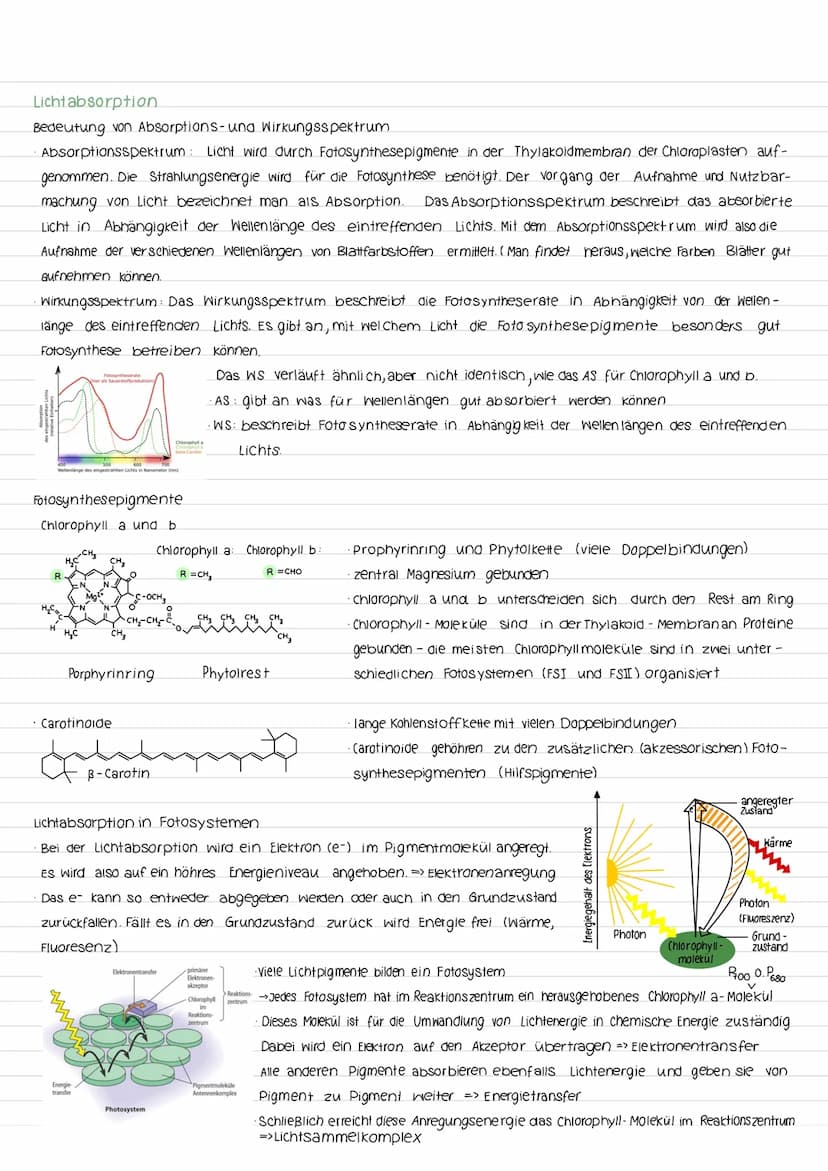 Fotosynthese
Aufbau vom Blatt
Spaltöffnung
Festigungsgewebe
900
00
kutikula
obere Epidermis
00
-Palisadengewebe
Interzelluarraum
Schwammgewe