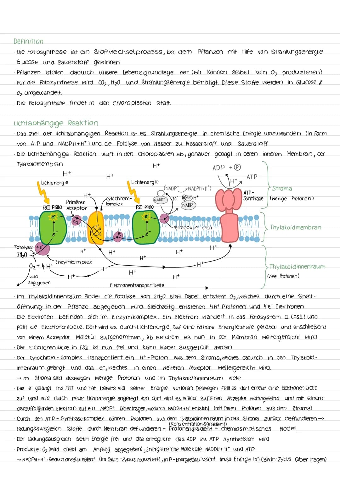 Fotosynthese
Aufbau vom Blatt
Spaltöffnung
Festigungsgewebe
900
00
kutikula
obere Epidermis
00
-Palisadengewebe
Interzelluarraum
Schwammgewe