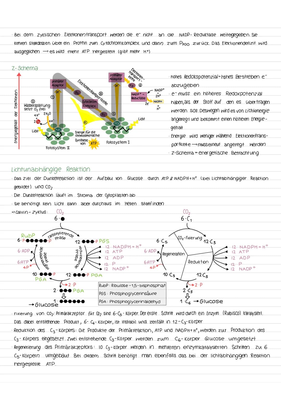 Fotosynthese
Aufbau vom Blatt
Spaltöffnung
Festigungsgewebe
900
00
kutikula
obere Epidermis
00
-Palisadengewebe
Interzelluarraum
Schwammgewe