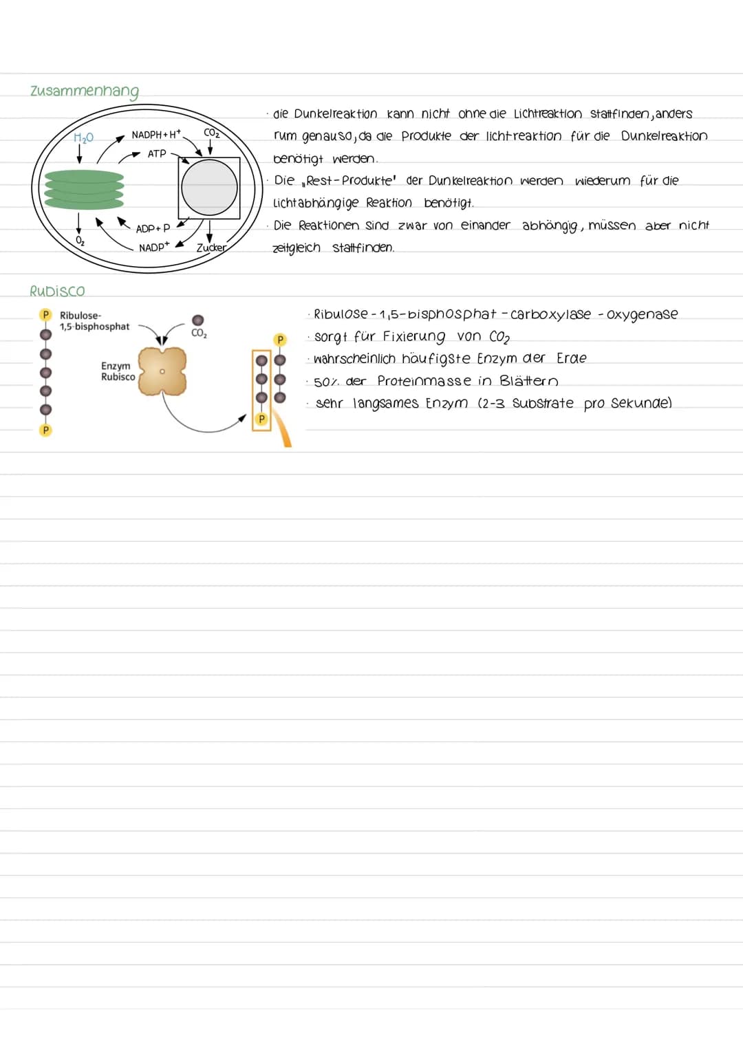 Fotosynthese
Aufbau vom Blatt
Spaltöffnung
Festigungsgewebe
900
00
kutikula
obere Epidermis
00
-Palisadengewebe
Interzelluarraum
Schwammgewe