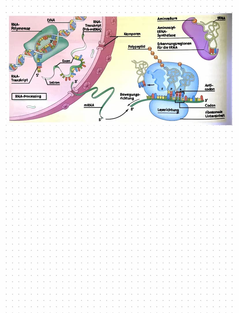 Proteinbiosynthese
,,Die Proteinbiosynthese ist die Neubildung von Proteinen in Zellen und damit der für alle Lebewesen
zentrale Prozess ein