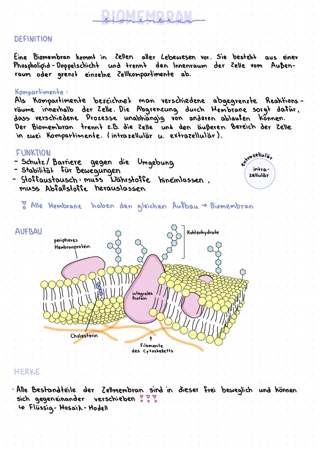 DEFINITION
aus einer
Eine Biomembran kommt in Zellen aller Lebewesen vor. Sie besteht
Phospholipid-Doppelschicht und trennt den Innenraum de