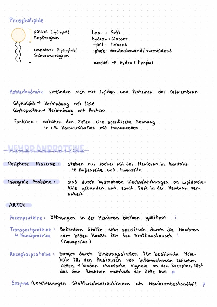 DEFINITION
aus einer
Eine Biomembran kommt in Zellen aller Lebewesen vor. Sie besteht
Phospholipid-Doppelschicht und trennt den Innenraum de