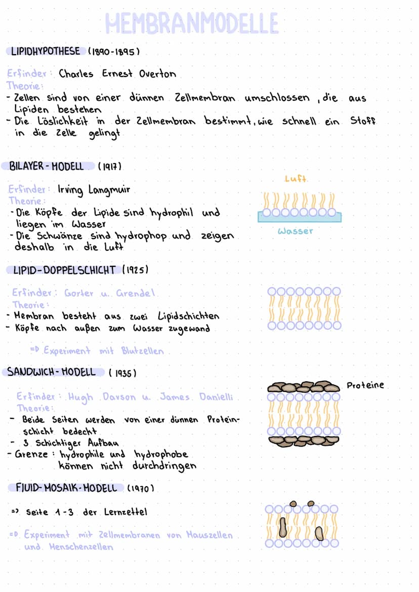 DEFINITION
aus einer
Eine Biomembran kommt in Zellen aller Lebewesen vor. Sie besteht
Phospholipid-Doppelschicht und trennt den Innenraum de