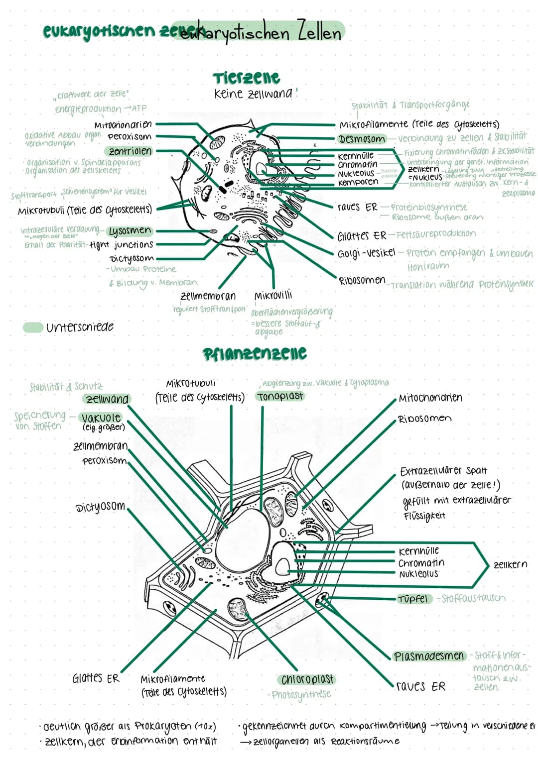 Prokaryoten
Lebewesen onne Zellkern
L. Bakterien
Archaea
Abb. 1
Einzeller
Cytoplasma (2
69808
Aufbau
• Einzeller
• meistens stabchenförmig
•