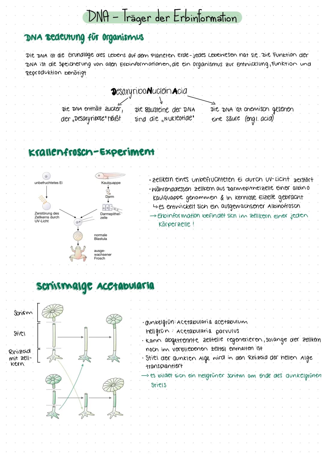 Prokaryoten
Lebewesen onne Zellkern
L. Bakterien
Archaea
Abb. 1
Einzeller
Cytoplasma (2
69808
Aufbau
• Einzeller
• meistens stabchenförmig
•