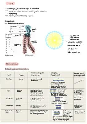 Know Biomembran und Phospholipide  thumbnail