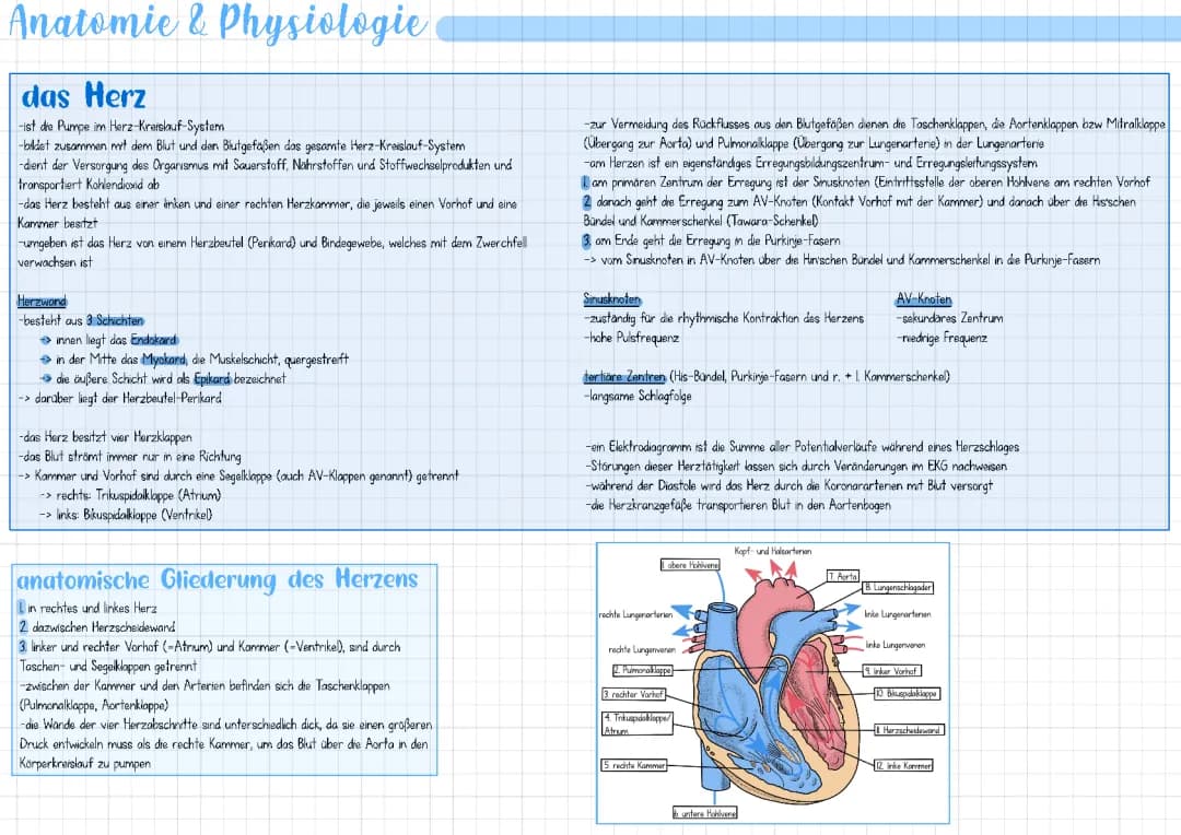 Anatomie und Physiologie des Herzens