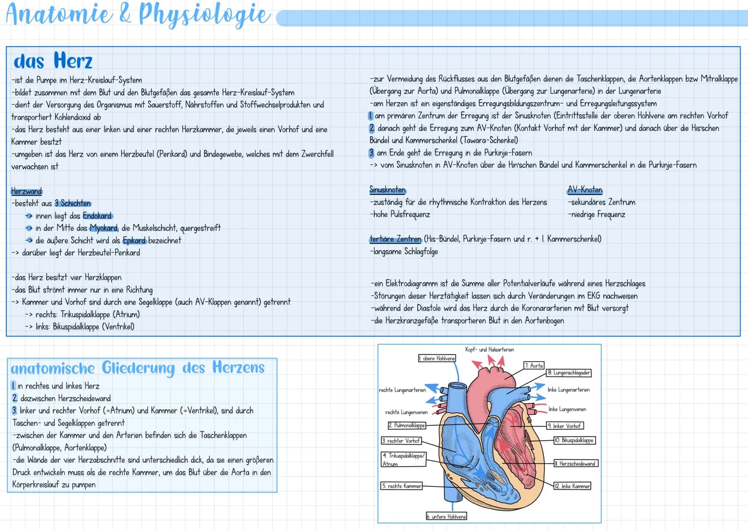 Anatomie & Physiologie
das Herz
-ist die Pumpe im Herz-Kreislauf-System
-bildet zusammen mit dem Blut und den Blutgefäßen das gesamte Herz-K