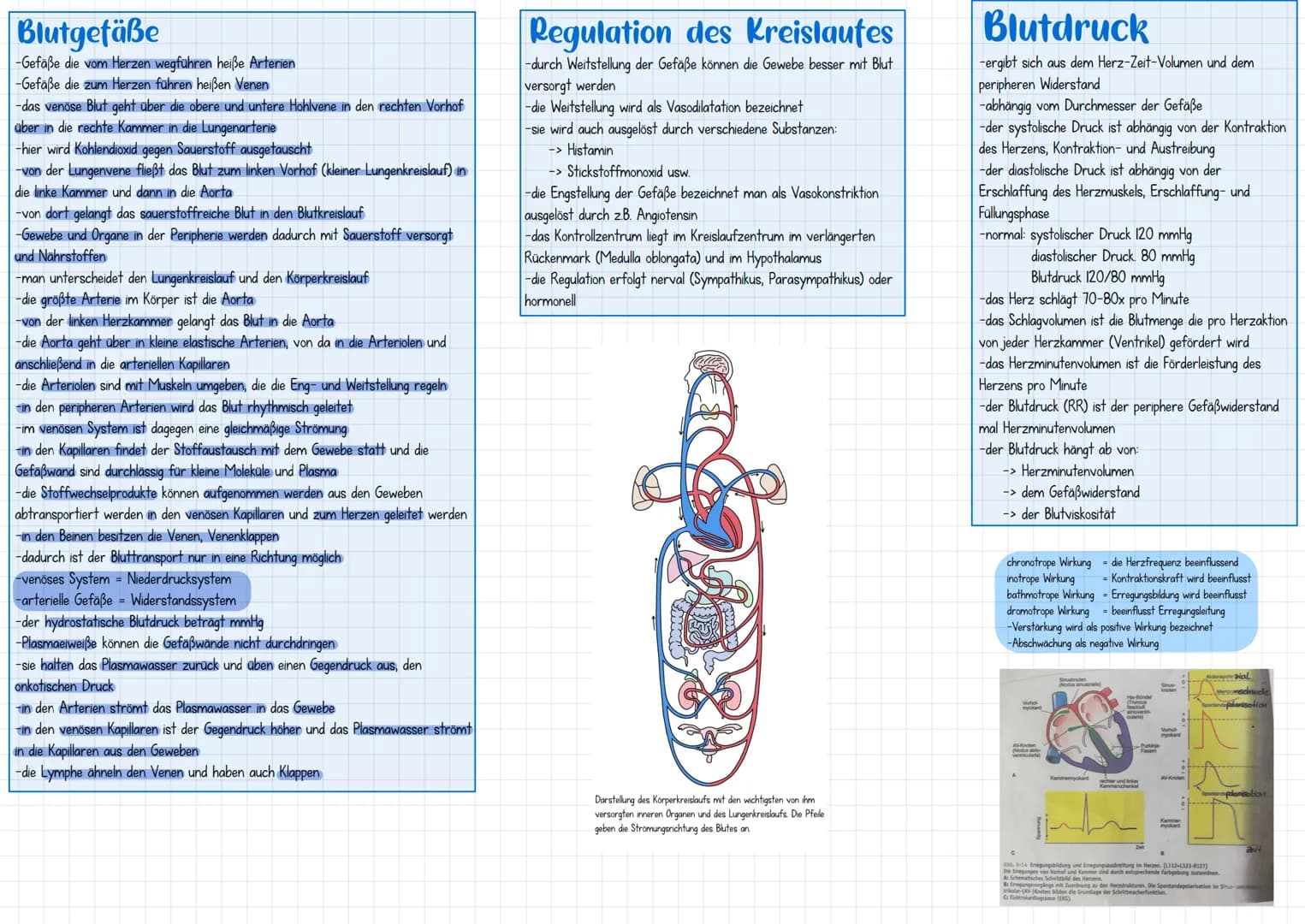 Anatomie & Physiologie
das Herz
-ist die Pumpe im Herz-Kreislauf-System
-bildet zusammen mit dem Blut und den Blutgefäßen das gesamte Herz-K