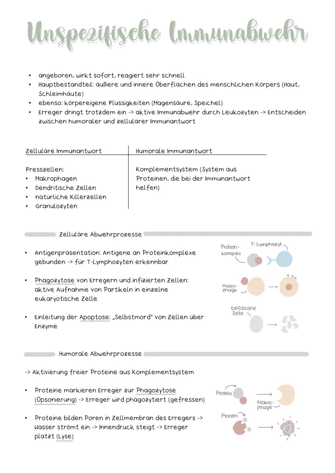Unspezifische Immunabwehr
Zelluläre Immunantwort
.
Fresszellen:
●
.
●
angeboren, wirkt sofort, reagiert sehr schnell
Hauptbestandteil: äußer