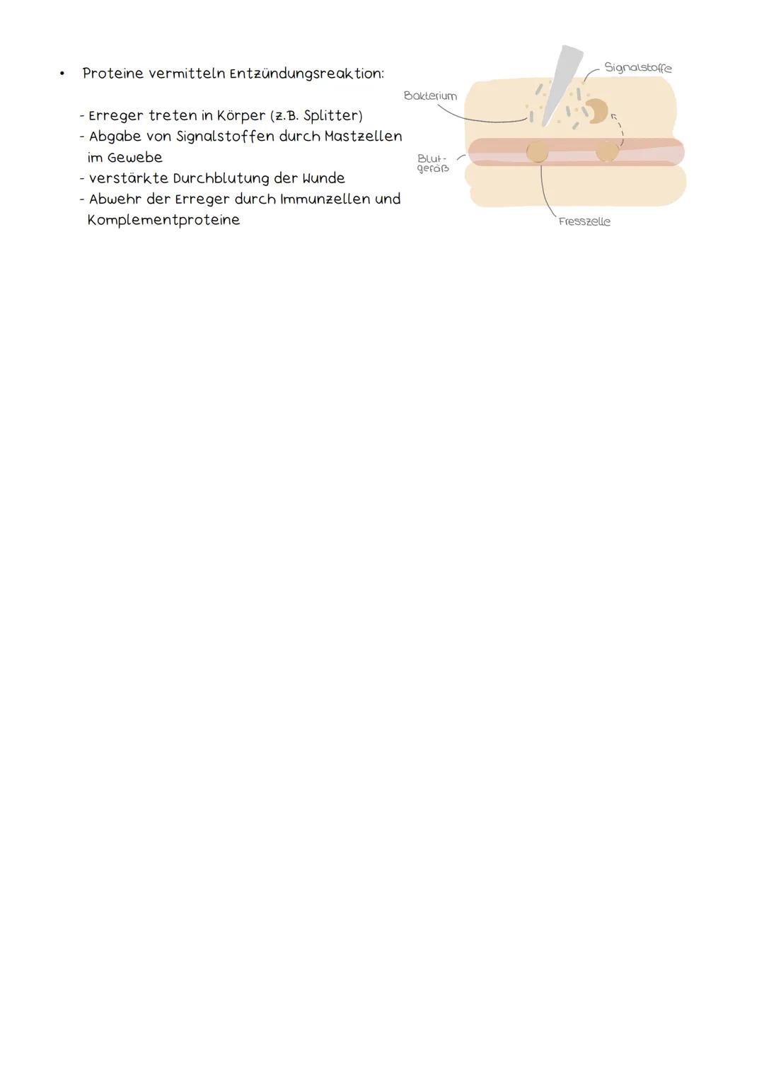 Unspezifische Immunabwehr
Zelluläre Immunantwort
.
Fresszellen:
●
.
●
angeboren, wirkt sofort, reagiert sehr schnell
Hauptbestandteil: äußer