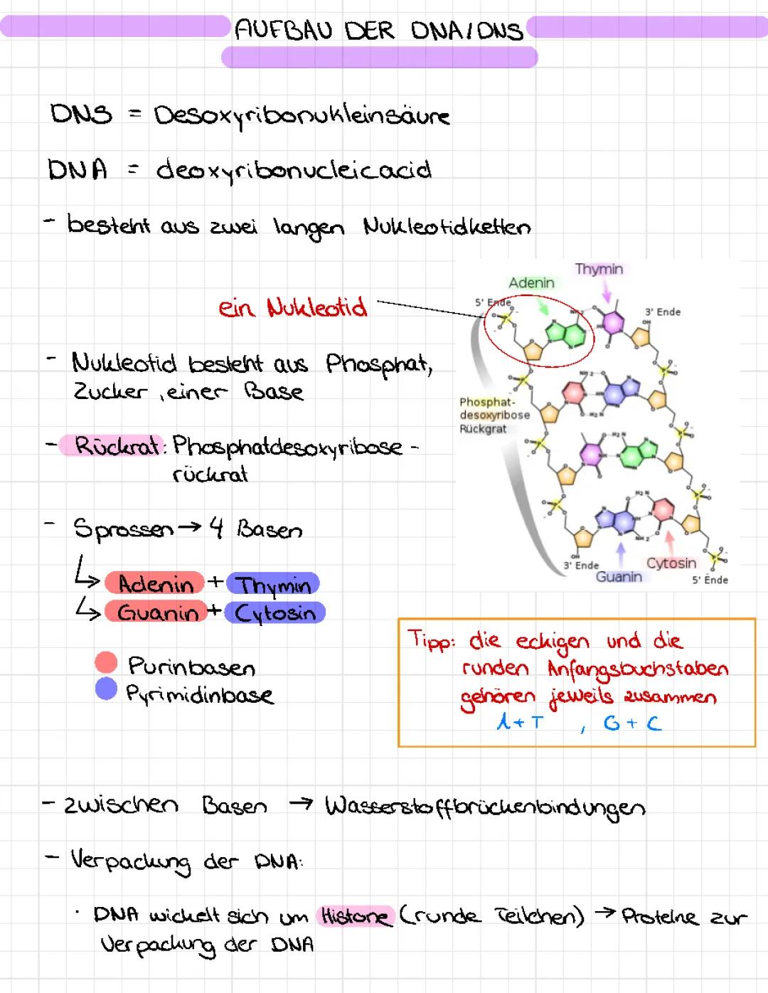 Die Struktur der DNA und ihre Verpackung