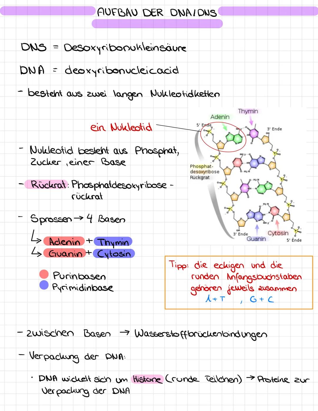 DNS
DNA
-
Desoxyribonukleinsäure
deoxyribonucleic acid.
besteht aus zwei langen Nukleotidketten
ein Nukleotid
Nukleotid besteht aus Phosphat