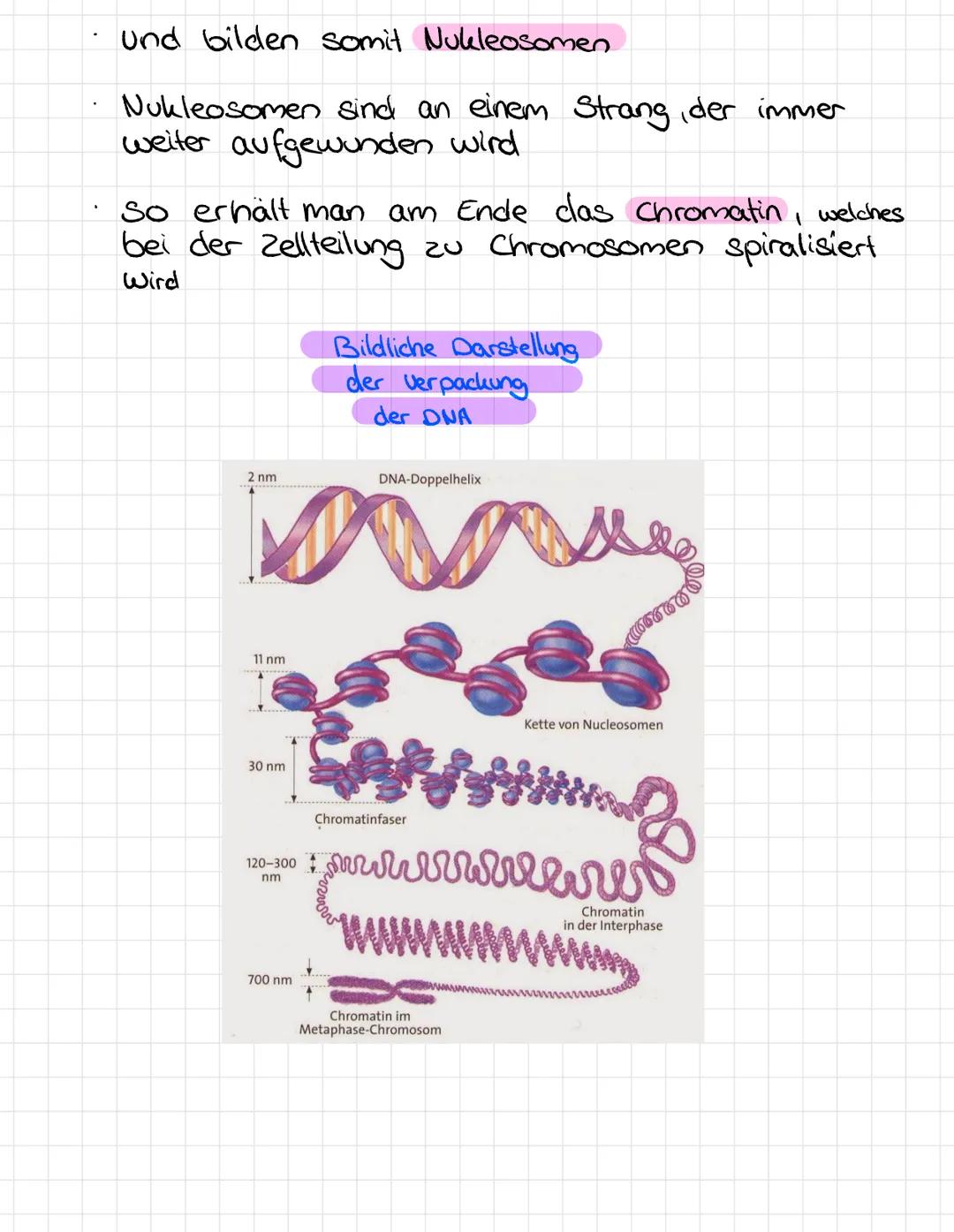 DNS
DNA
-
Desoxyribonukleinsäure
deoxyribonucleic acid.
besteht aus zwei langen Nukleotidketten
ein Nukleotid
Nukleotid besteht aus Phosphat