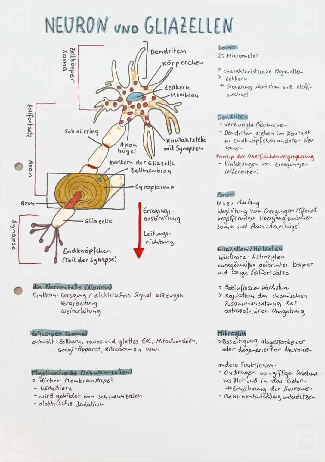 synapse
Zellfortsatz
Axon
Axon
NEURON UND GLIAZELLEN
MO
Soma
Zellkörper
Schnürring
Gliazelle
Endknöpfchen
(Teil der Synapse)
Dendriten
Axon

