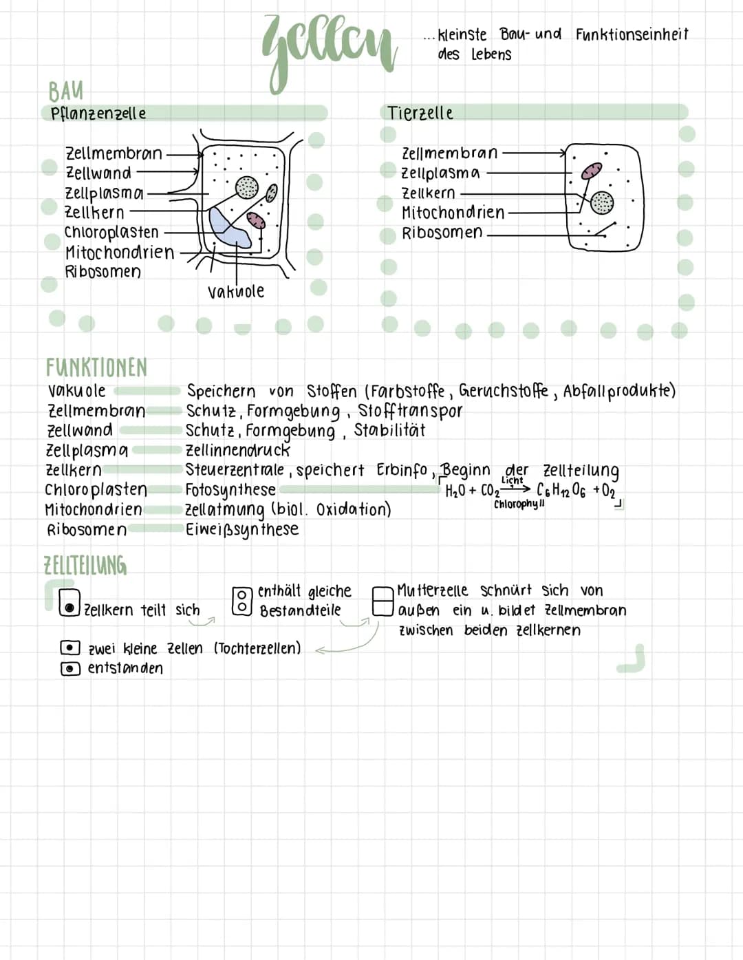 BAU
Pflanzenzelle
Zellmembran
Zellwand
Zellplasma.
Zellkern
Chloroplasten
Mitochondrien
Ribosomen
FUNKTIONEN
Vakuole
Zellmembran
Zellwand
Ze