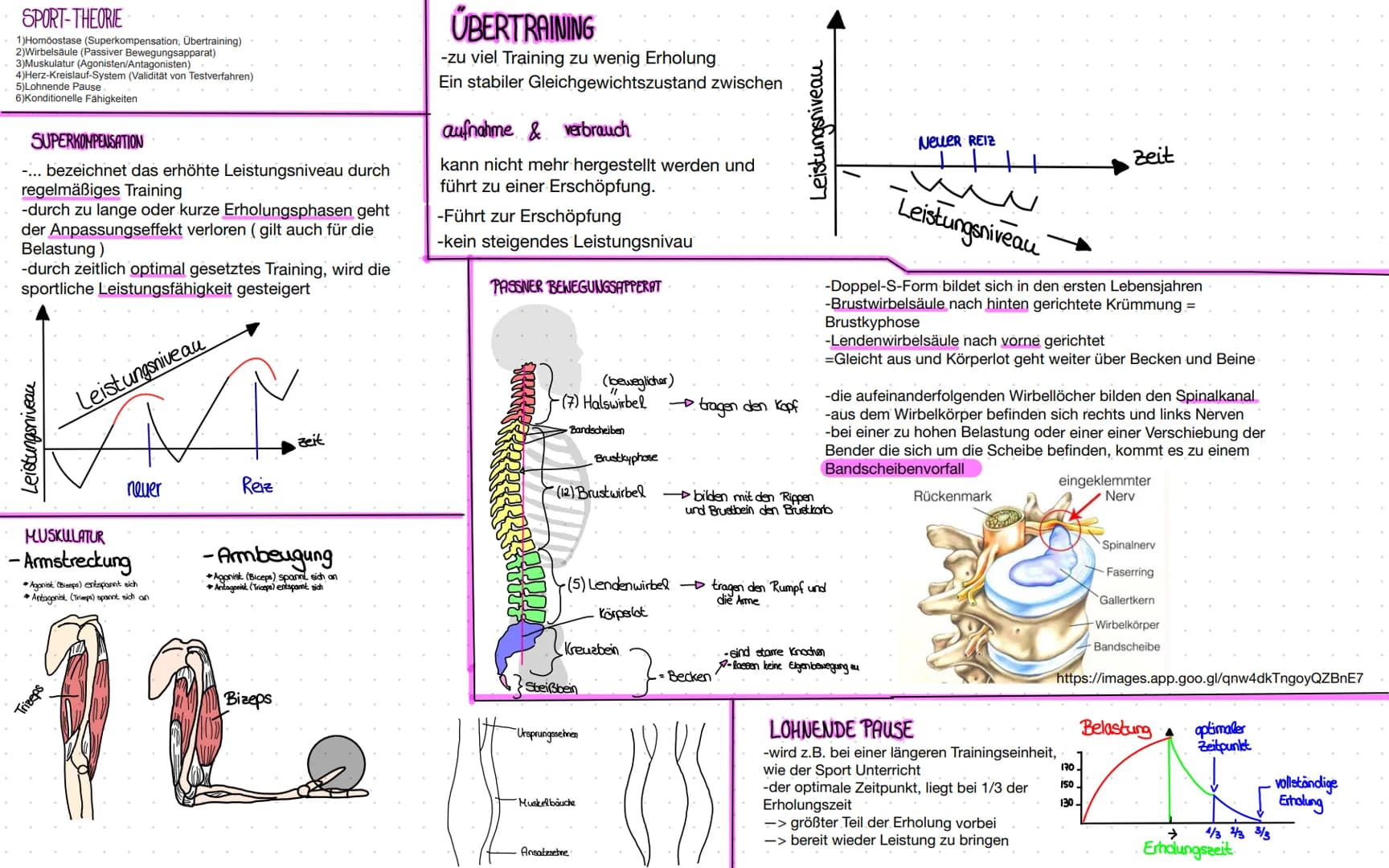 SPORT-THEORIE
1)Homöostase (Superkompensation, Übertraining)
2)Wirbelsäule (Passiver Bewegungsapparat)
3)Muskulatur (Agonisten/Antagonisten)