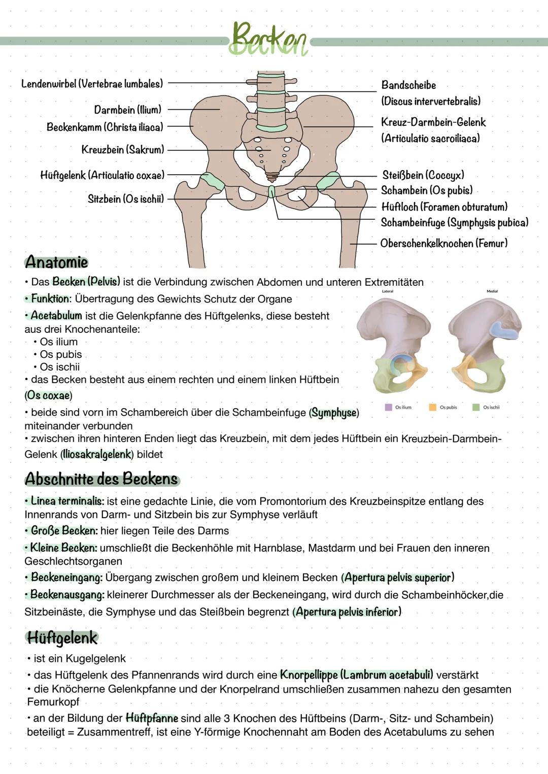 Lendenwirbel (Vertebrae lumbales)
Darmbein (llium)
Beckenkamm (Christa iliaca)
Kreuzbein (Sakrum)
Hüftgelenk (Articulatio coxae)
Sitzbein (O