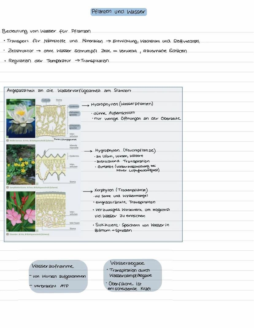 جا
Okologie = Lenve vom Haushalt der Natur
Wechselwirkungen zwischen Organismen und inver
Organismen untereinander
abiotische Faktoren
→ Ein