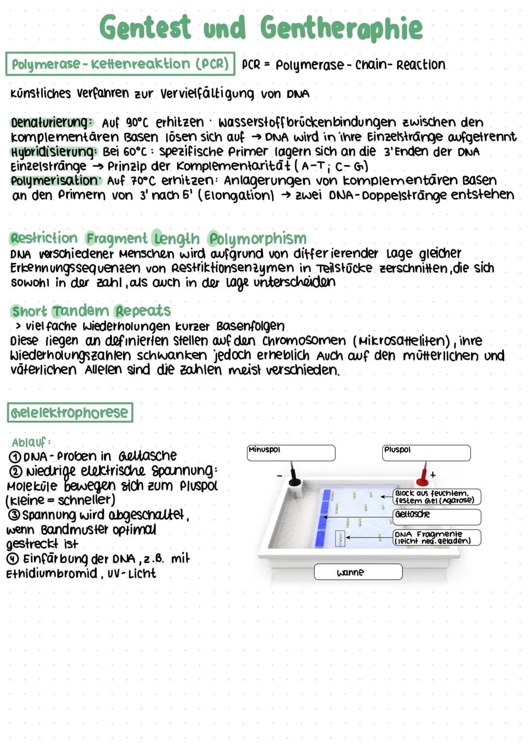 Gentest und Gentheraphie
Polymerase-Kettenreaktion (PCR) PCR = Polymerase - chain- Reaction
künstliches Verfahren zur Vervielfältigung von D