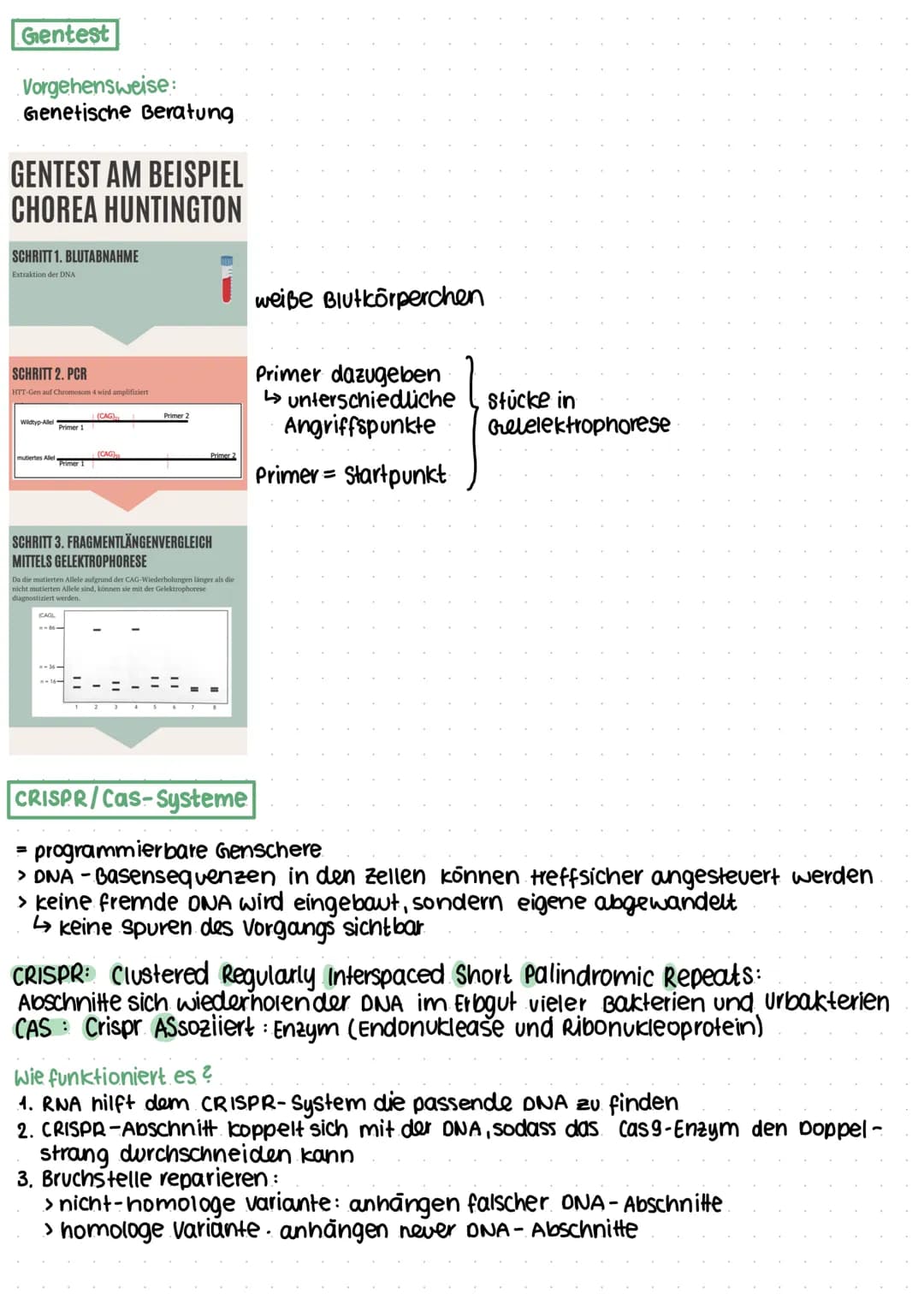 Gentest und Gentheraphie
Polymerase-Kettenreaktion (PCR) PCR = Polymerase - chain- Reaction
künstliches Verfahren zur Vervielfältigung von D