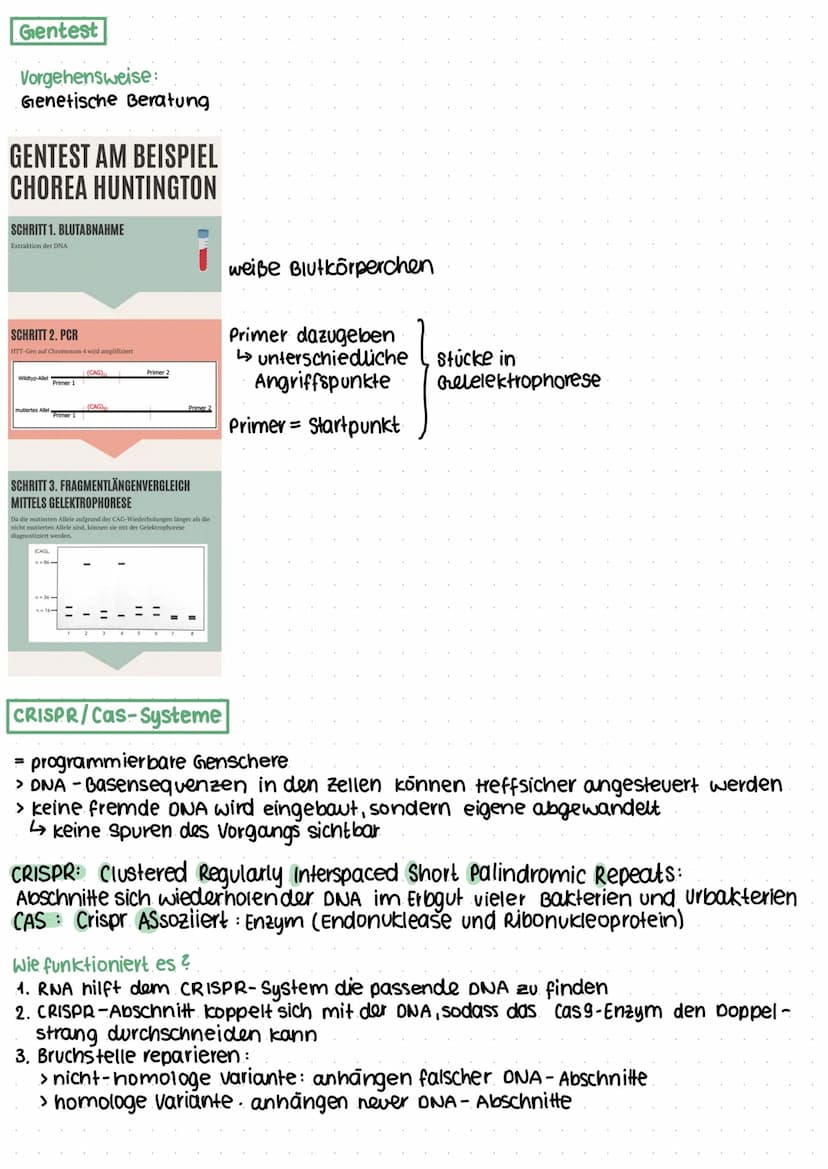 Gentest und Gentheraphie
Polymerase-Kettenreaktion (PCR) PCR = Polymerase - chain- Reaction
künstliches Verfahren zur Vervielfältigung von D