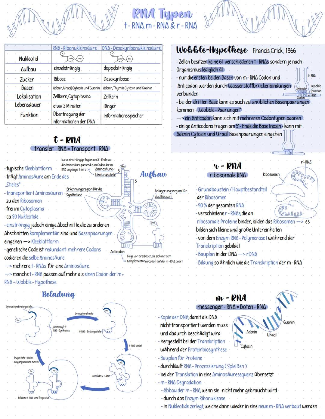 WAMINI
Nukleotid
Aufbau
Zucker
Basen
Lokalisation
Lebensdauer
Funktion
Aminosäurebindungsstelle
RNA-Ribonukleinsäure DNA-Desoxyribonukleinsä