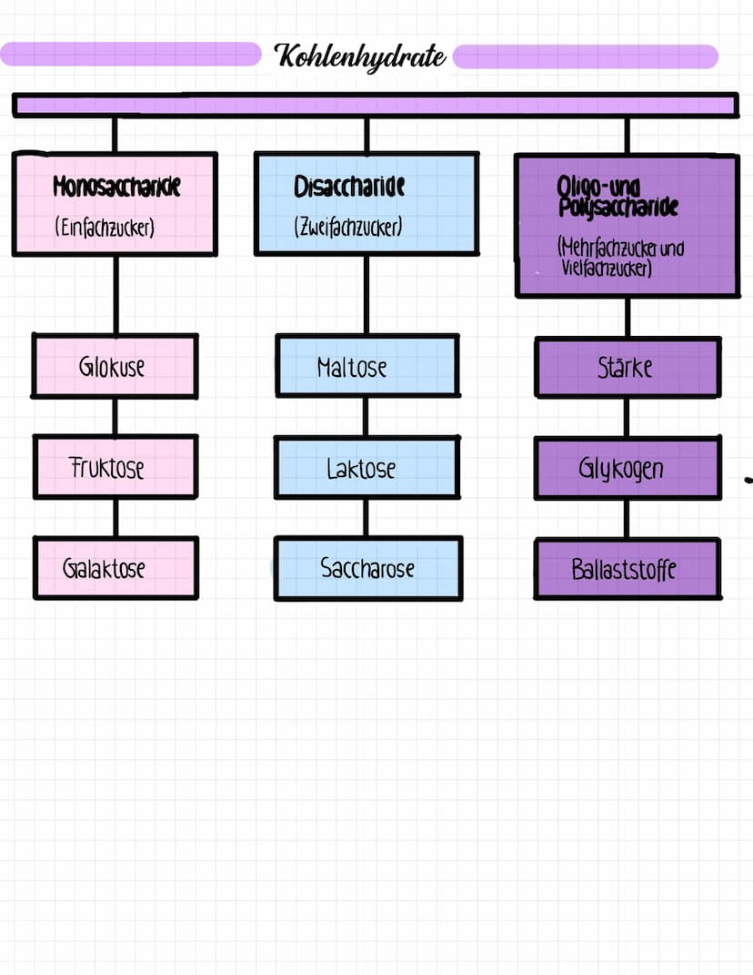 1
4
Glossar
Kohlenhydrate
Thema: Kohlenhydrate
Kohlenhydrate (Nährstoff) sind organische Verbin-
dungen aus Kohlenstoff. Wasserstoff und Sau