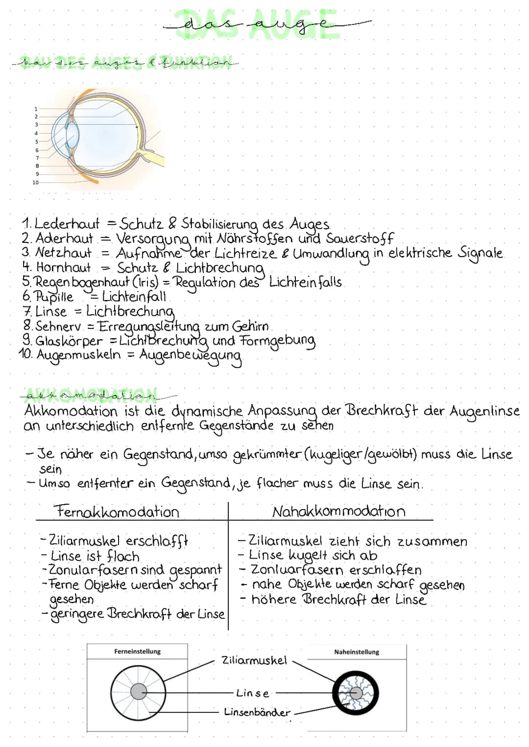 Das Auge 