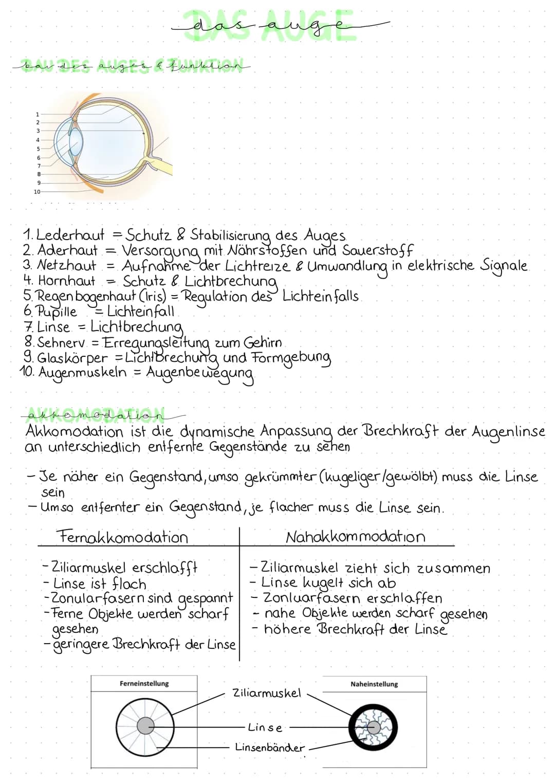 bardes
1
2
3
4
5
6
7
8
9
10-
iges & funktion
O
das auge
1. Lederhaut Schutz & Stabilisierung des Auges
2. Aderhaut =
Versorgung mit Nährstof