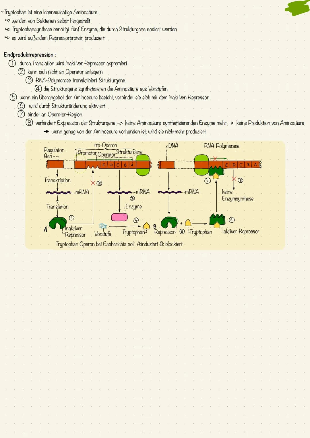 Genregulation
Das
• Darmbakterium E. Coli ist auf organische Substanzen, wie zum Beispiel Glukose und Laktose angewiesen
Laktose ist ein Dop