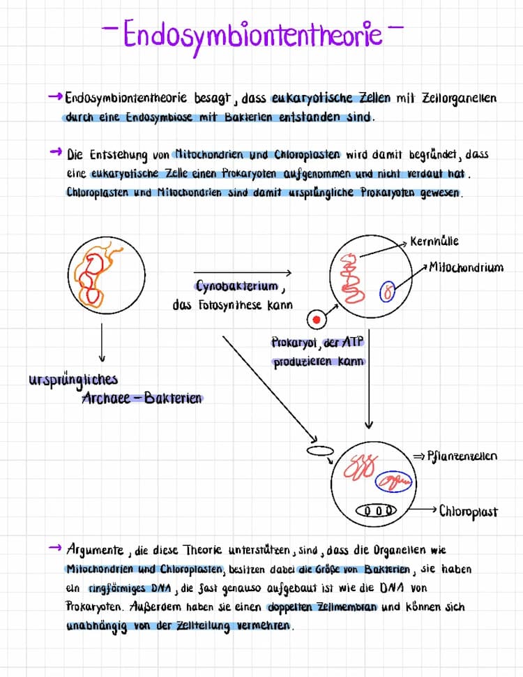 Know Endosymbiontentheorie thumbnail