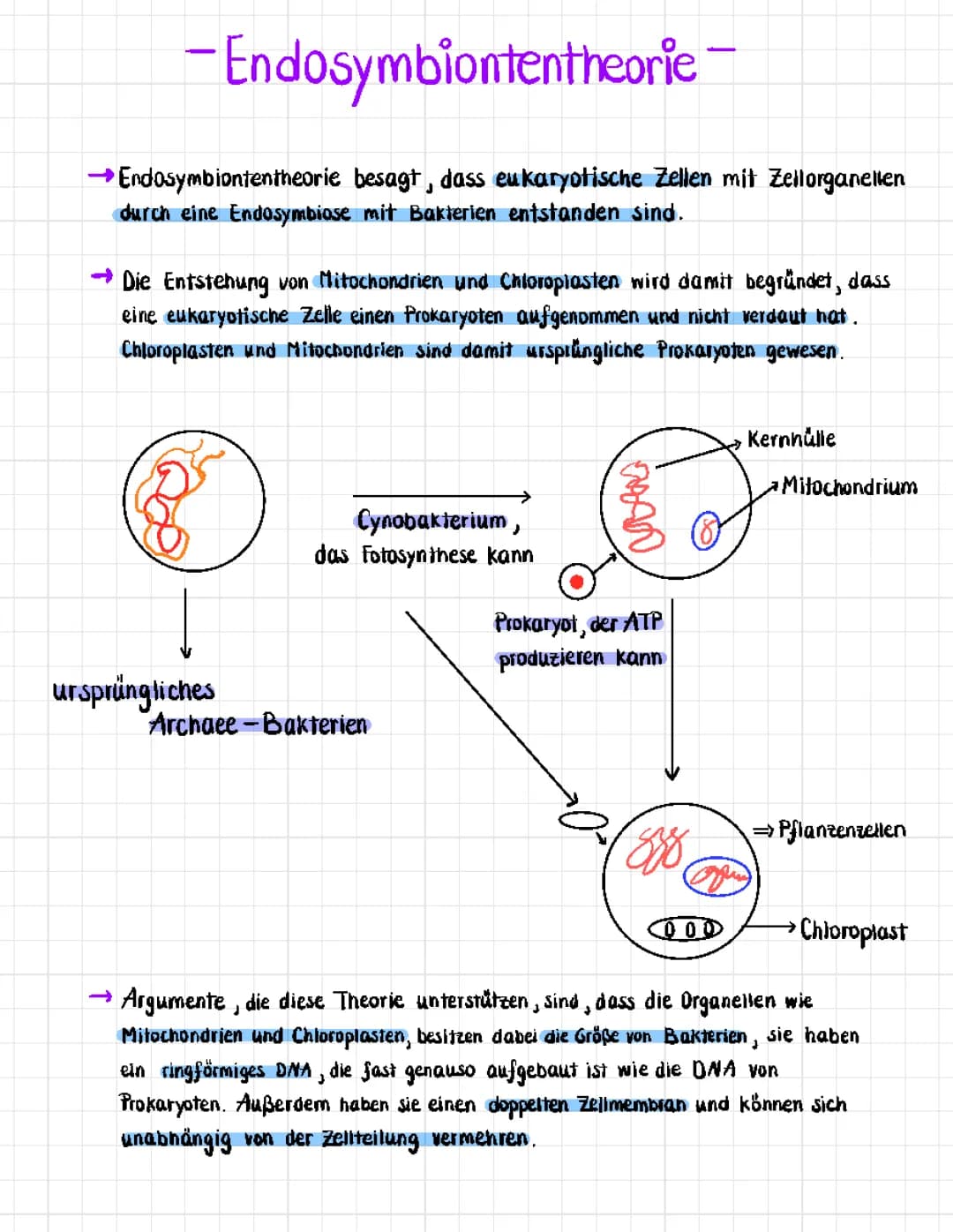 Endosymbiontentheorie einfach erklärt: Für Kinder, Belege und Beispiele