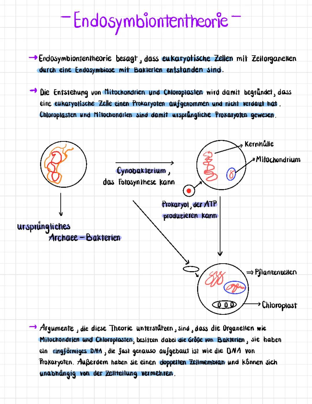 Endosymbiontentheorie einfach erklärt: Für Kinder, Belege und Beispiele