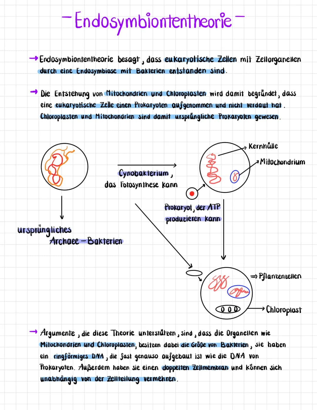 -Endosymbiontentheorie
→Endosymbiontentheorie besagt, dass eukaryotische Zellen mit Zellorganellen
durch eine Endosymbiose mit Bakterien ent