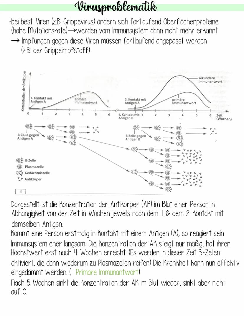  Krankheitserreger:
Bakterien
-Bau
Mikro-
kokken
-Wachstumskurve
Formen der Bakterienzelle
Bau
-sind Pathogen, wenn sie in
unser Gewebe eind