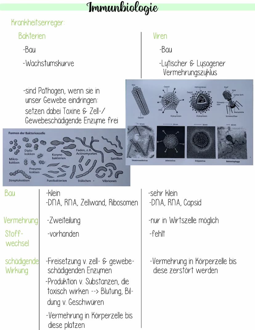  Krankheitserreger:
Bakterien
-Bau
Mikro-
kokken
-Wachstumskurve
Formen der Bakterienzelle
Bau
-sind Pathogen, wenn sie in
unser Gewebe eind