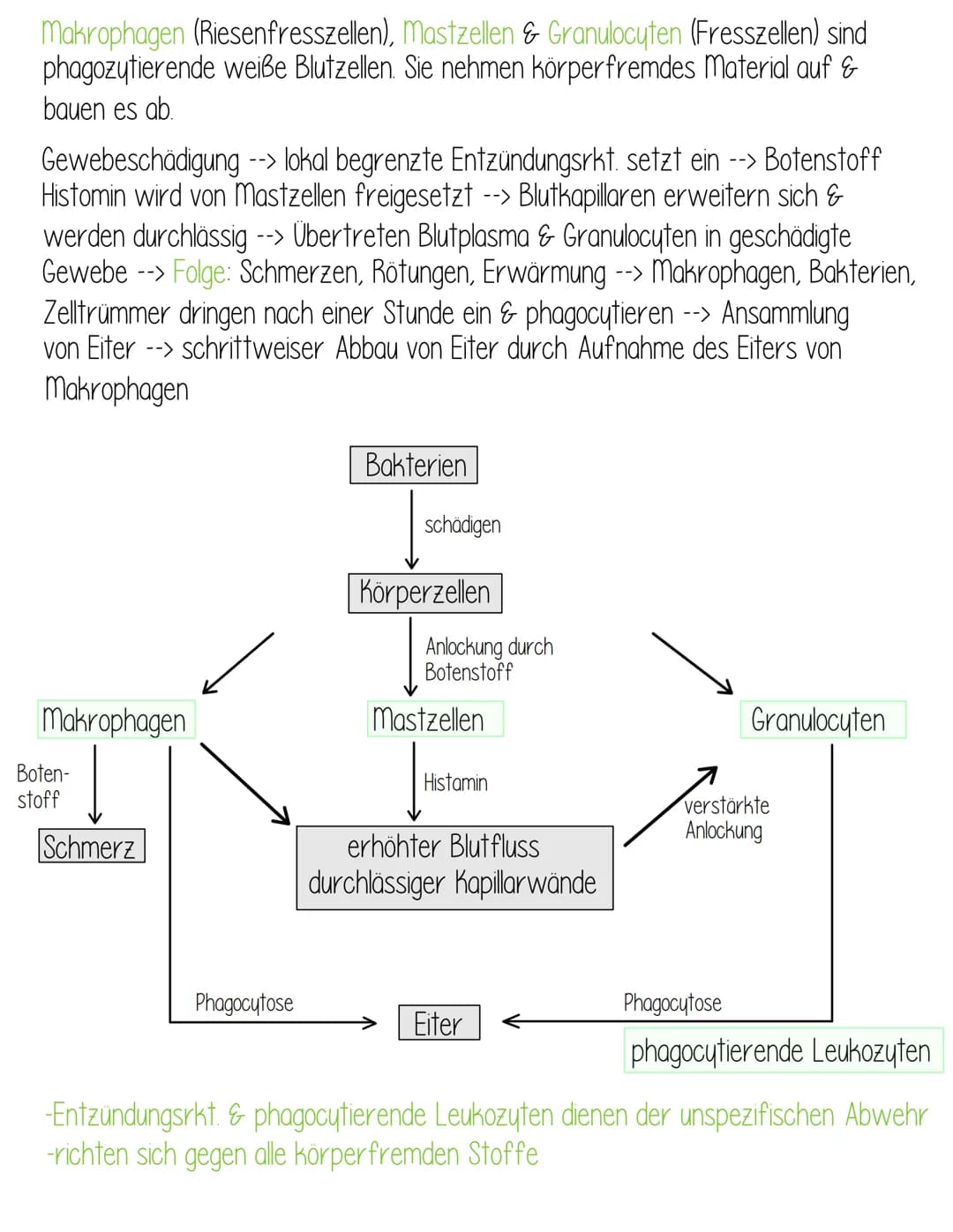  Krankheitserreger:
Bakterien
-Bau
Mikro-
kokken
-Wachstumskurve
Formen der Bakterienzelle
Bau
-sind Pathogen, wenn sie in
unser Gewebe eind