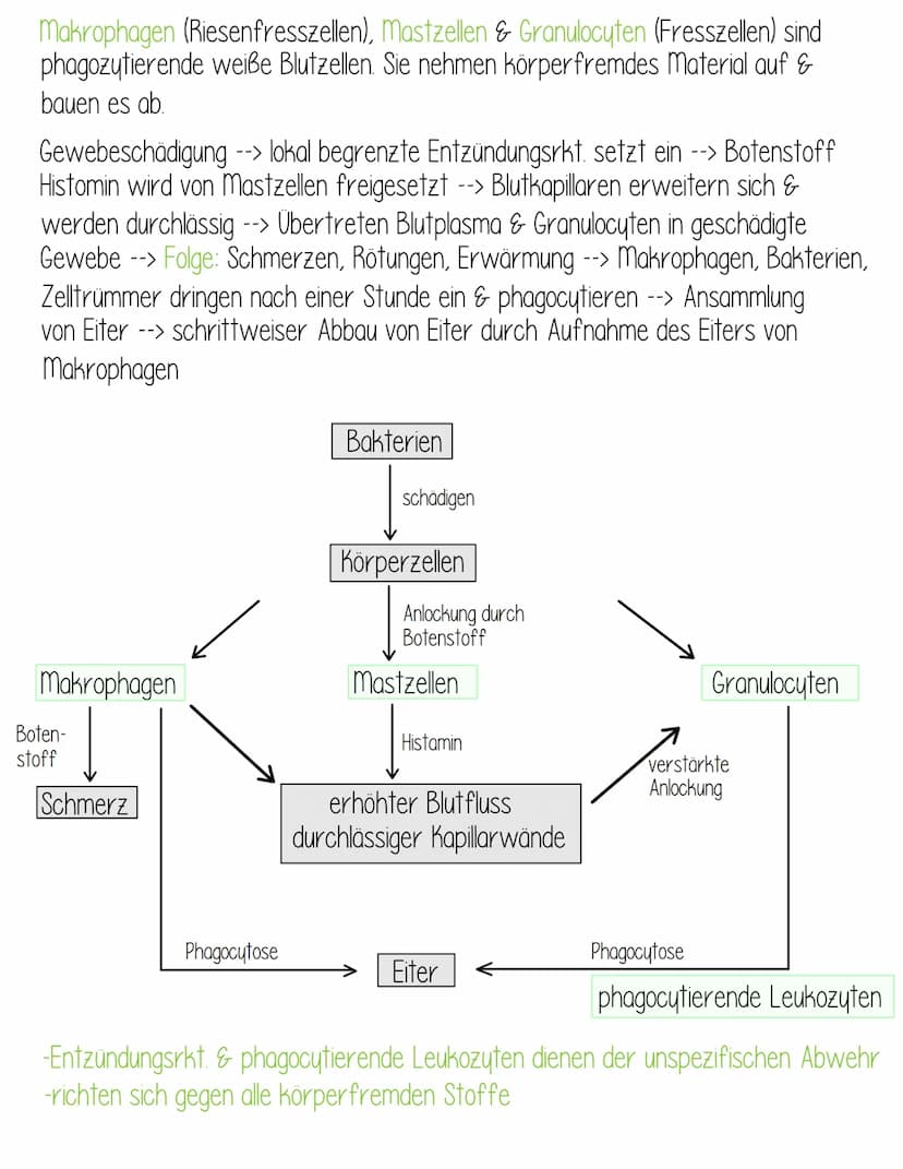  Krankheitserreger:
Bakterien
-Bau
Mikro-
kokken
-Wachstumskurve
Formen der Bakterienzelle
Bau
-sind Pathogen, wenn sie in
unser Gewebe eind